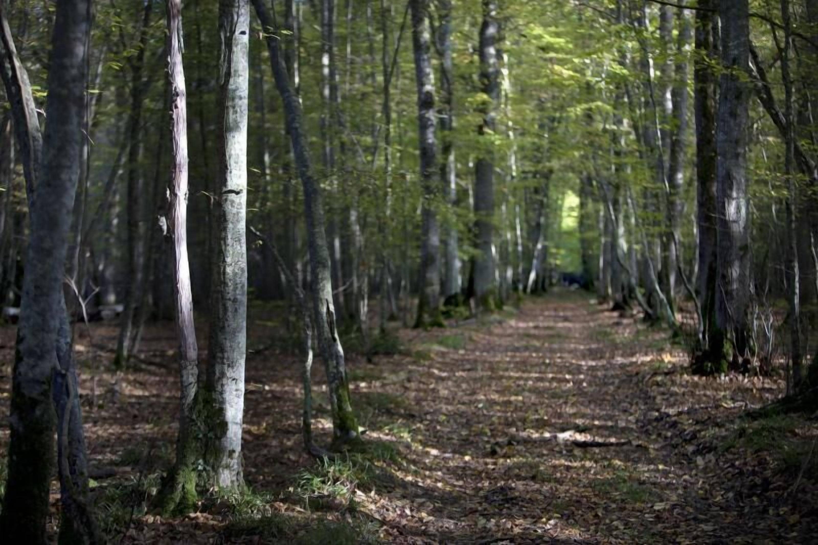 Un sentier forestier bordé de grands arbres et dont le sol est recouvert de feuilles.