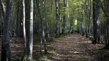 A forest path with tall trees and a ground covered in leaves.