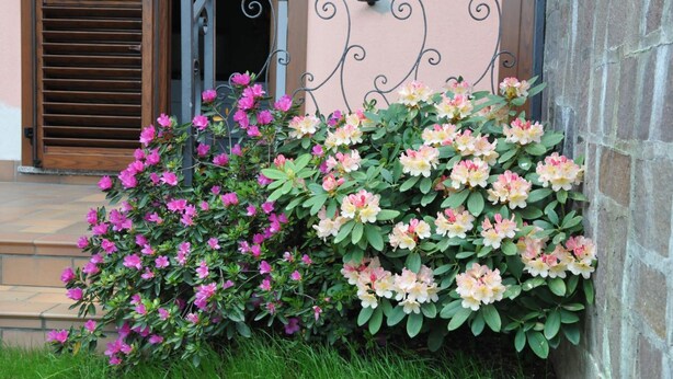 Un jardín con flores rosadas y blancas frente a un edificio con una reja metálica y escalones.