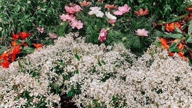 Un jardín con diversas flores frente a una casa de madera con techo blanco.