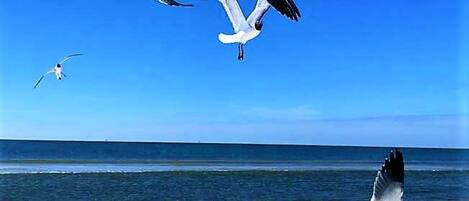 On the beach, sun loungers, beach towels