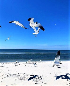 På stranden, solsenger og strandhåndklær
