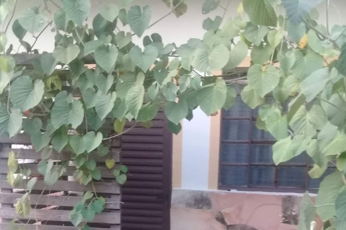 Une porte en bois ornée de plantes grimpantes, une chaise en bois et un cactus dans une cour.