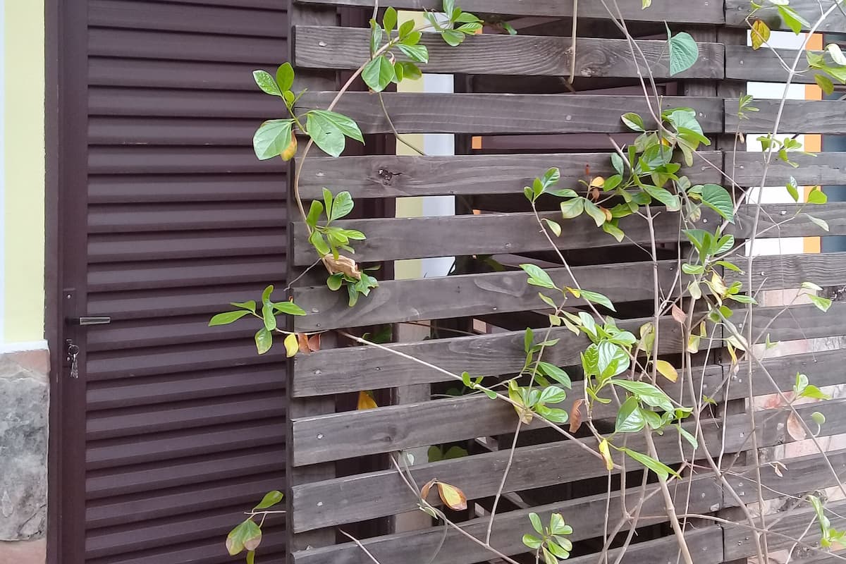 Une porte en bois ornée de plantes grimpantes.
