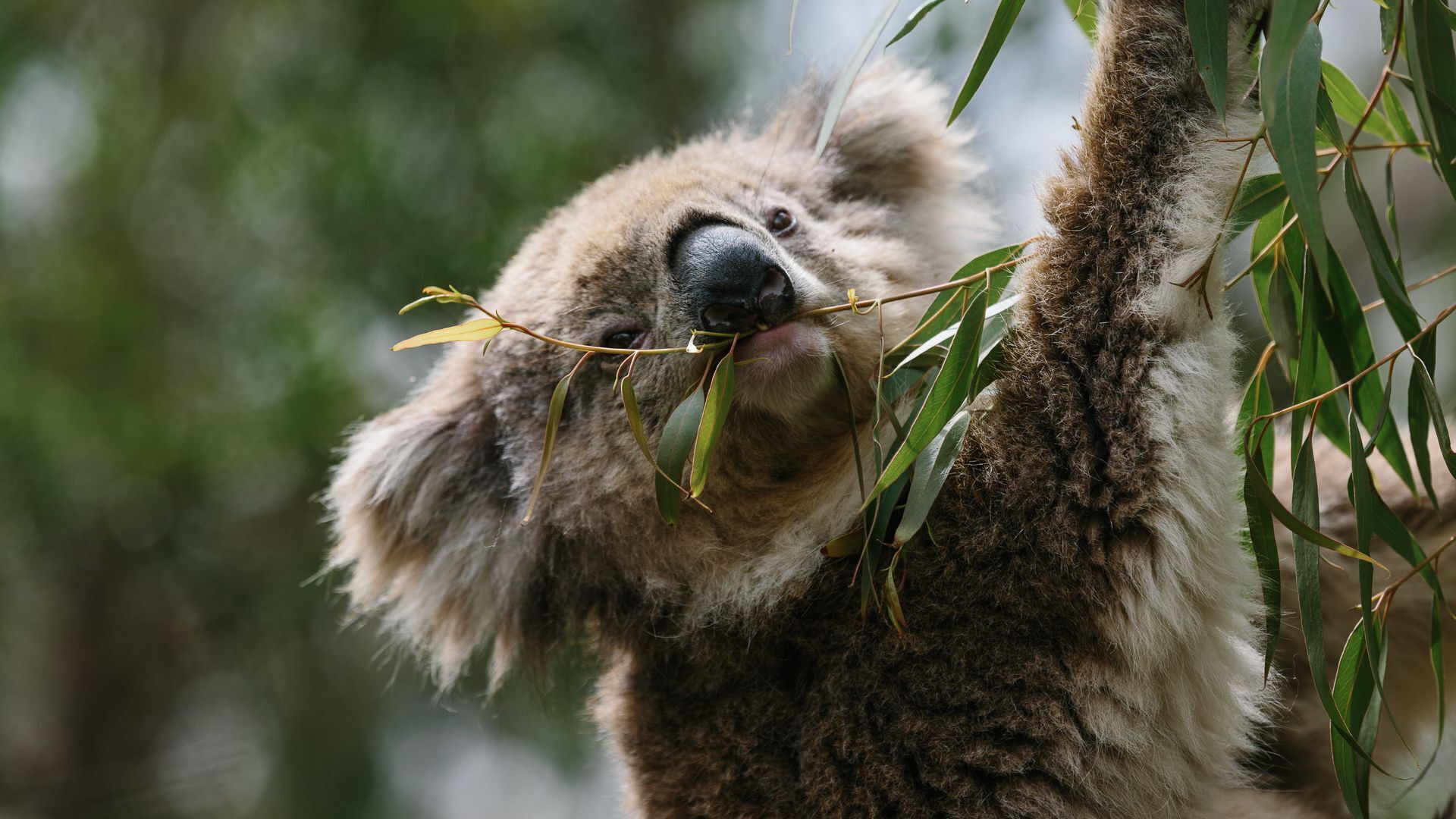 A koala holding eucalyptus leaves.