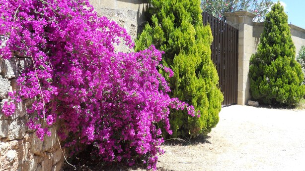 Un jardín con vibrantes arbustos de buganvilla morada, setos verdes y bien cuidados, y un muro de piedra.