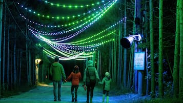 A pathway lined with trees and illuminated by green and blue lights.