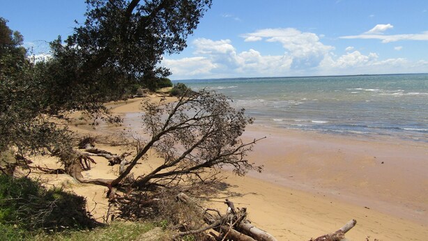 A beach with clear skies, sandy shore, and scattered trees. - Honeysuckle Beach Cottage - Silverleaves (SILVERLEAVES)