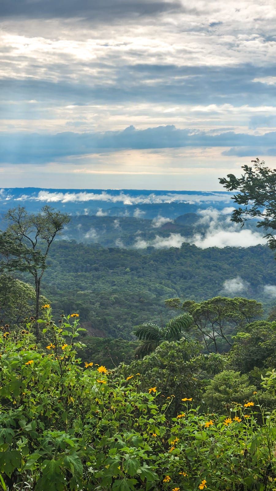 A lush green landscape with a view of a forested mountain range and a cloudy sky.