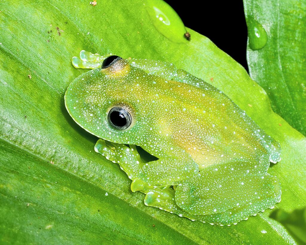 Una rana sobre una hoja verde.