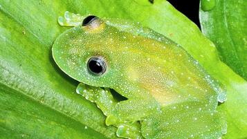 Una rana sobre una hoja verde.
