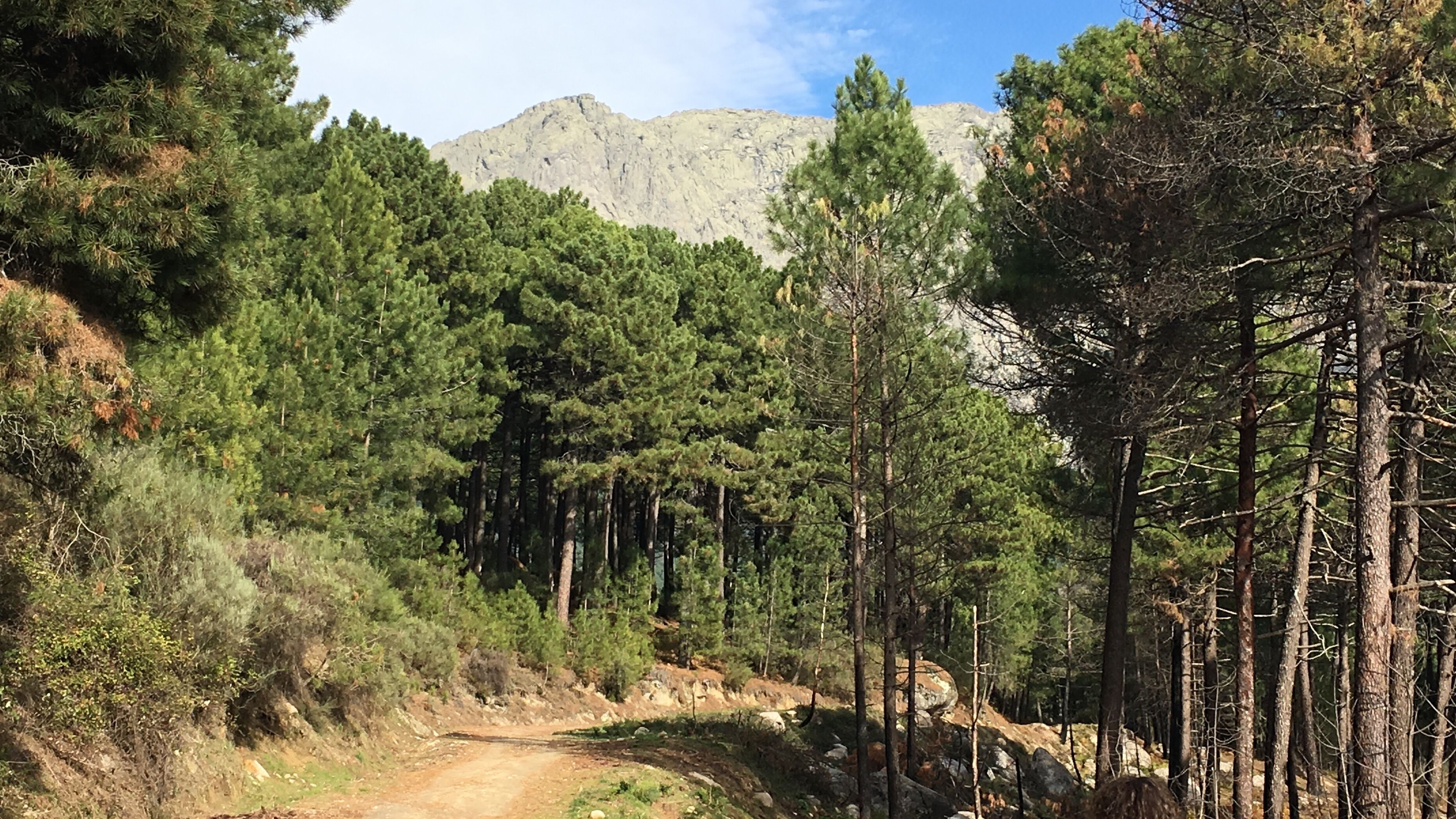 A dirt path through a forest with tall pine trees and a mountain in the background.