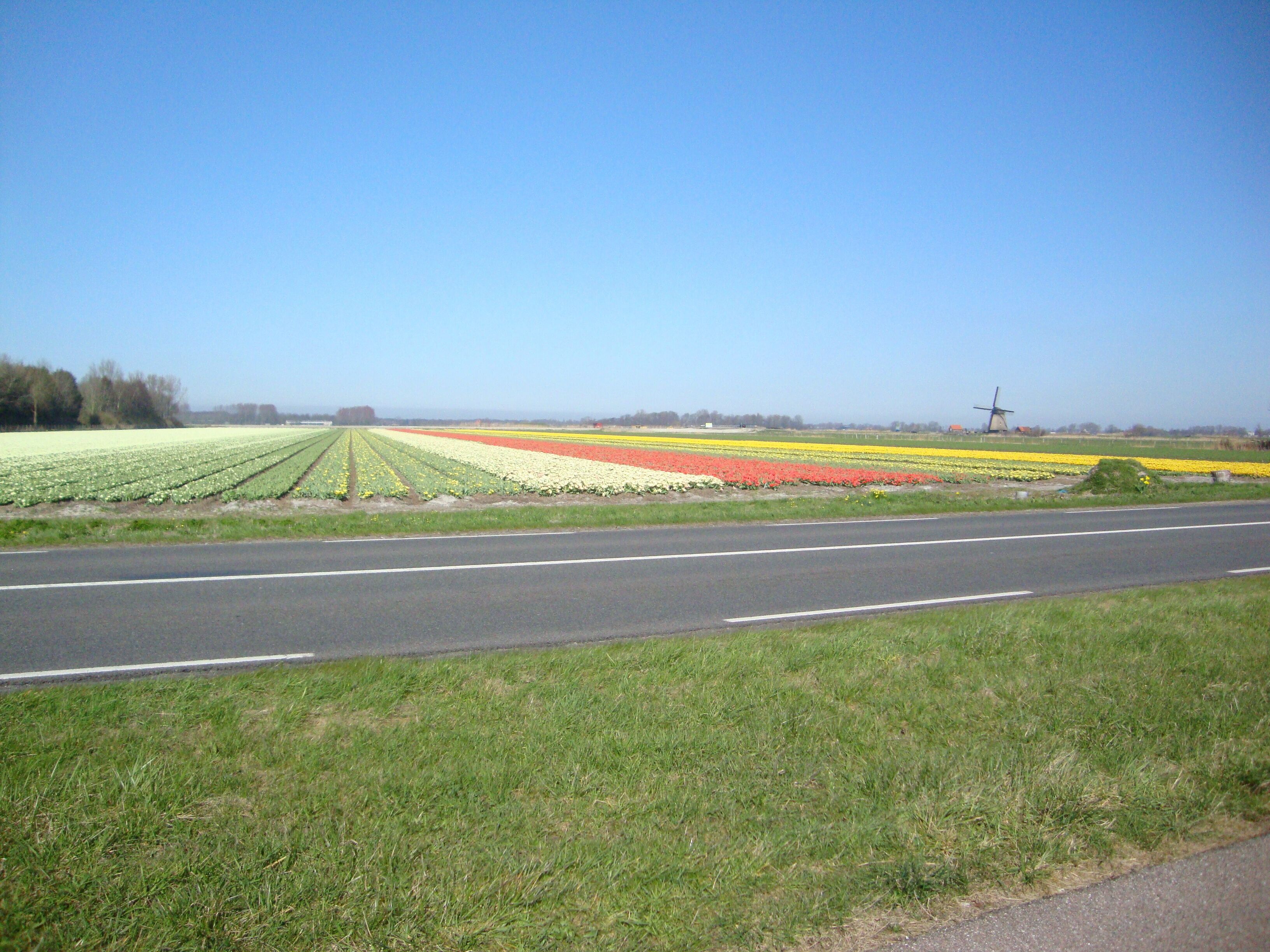 A rural landscape with a road, fields of flowers, and a windmill in the distance.