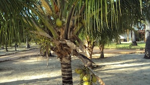 A palm tree with coconuts in a sandy area with other palm trees and a building in the background.