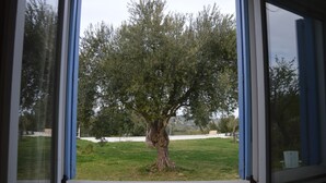 A view through a window of a tree-lined yard with a grassy area and a paved path. - TerraMater (Noto)
