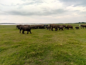 Safari