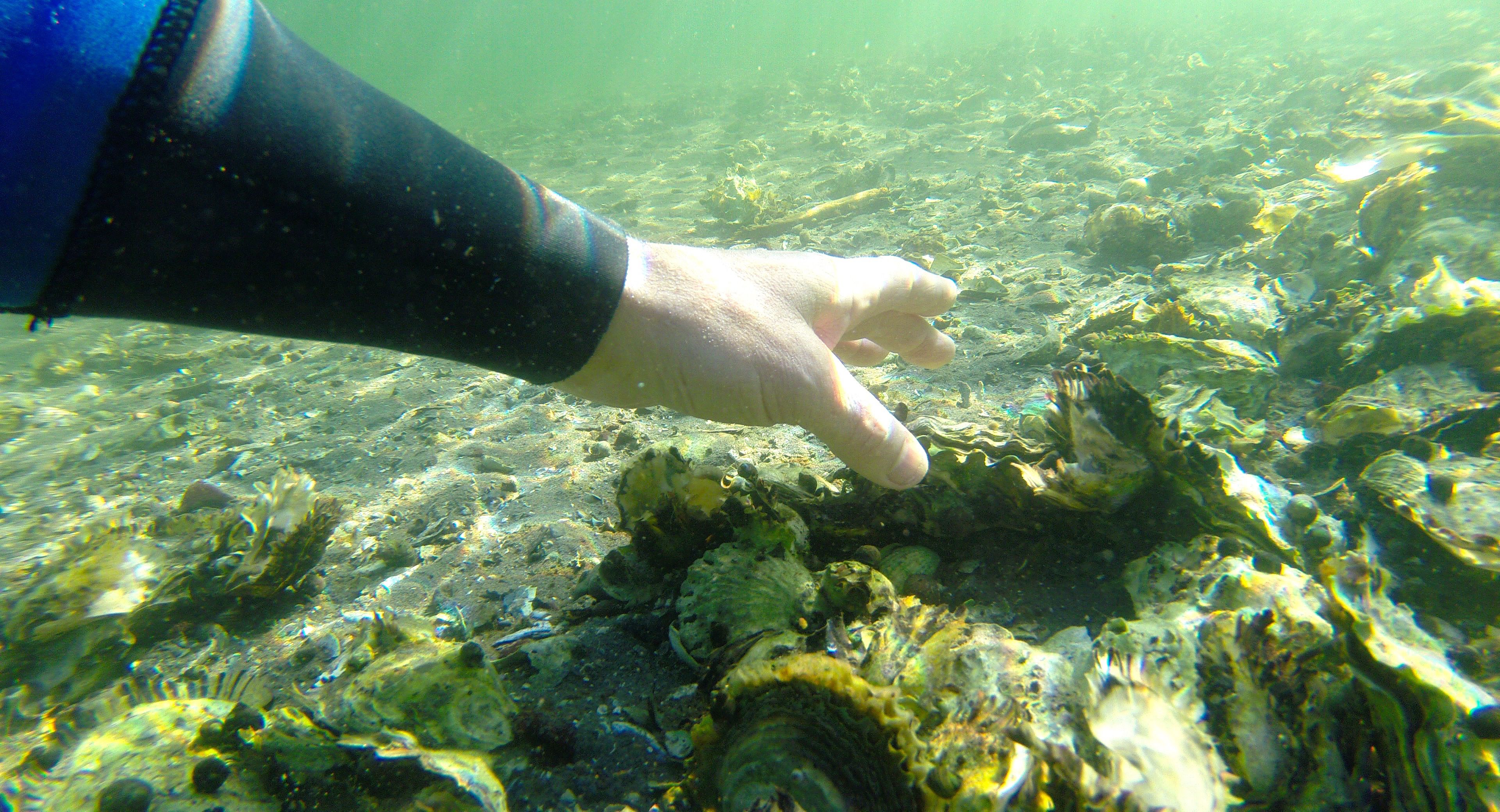 Une main tendue pour toucher les algues sous l’eau.