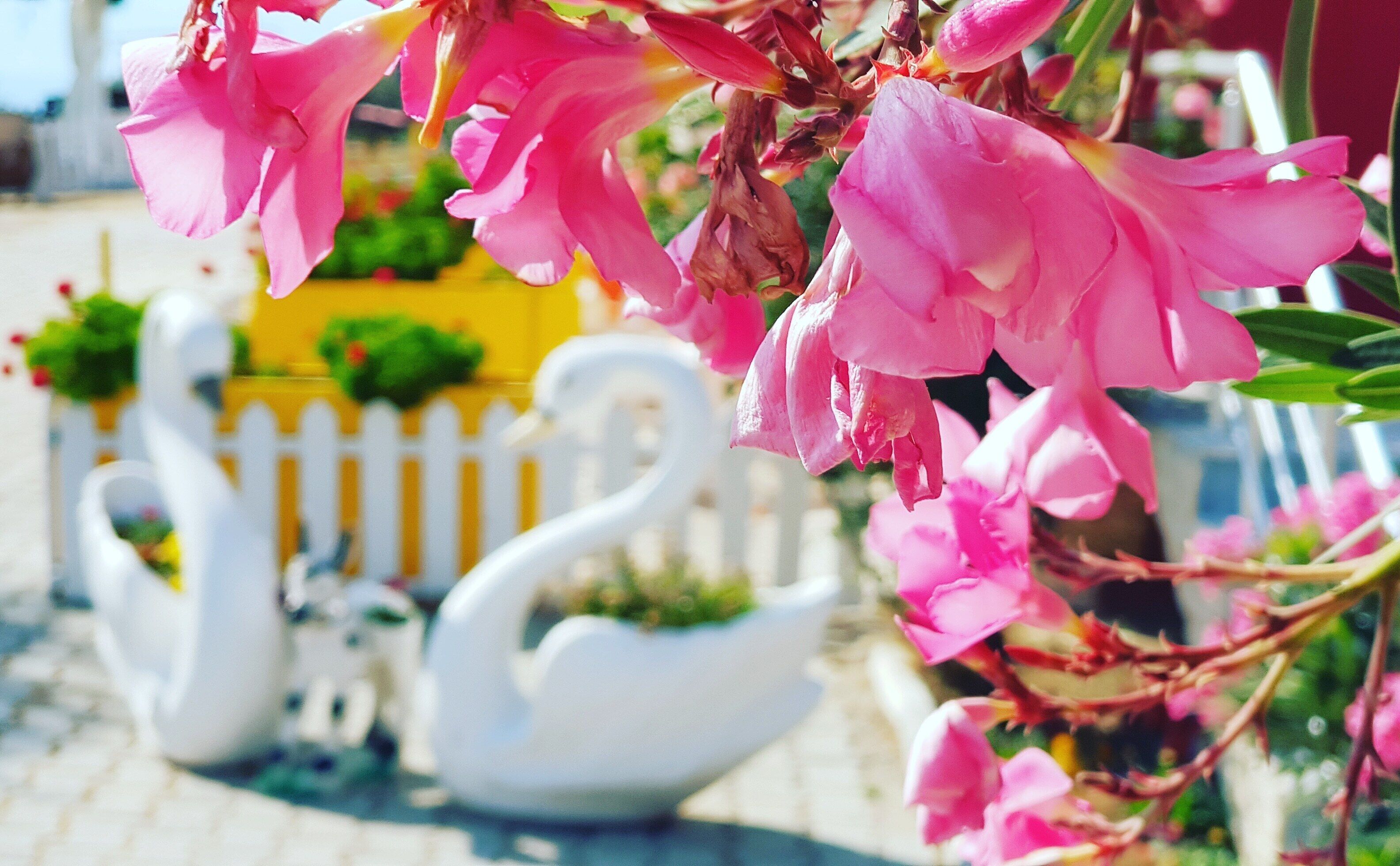 Um vaso em formato de cisne com flores cor-de-rosa em um jardim.