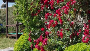 En trädgård med röda rosor, en pergola av trä och ett vitt staket.