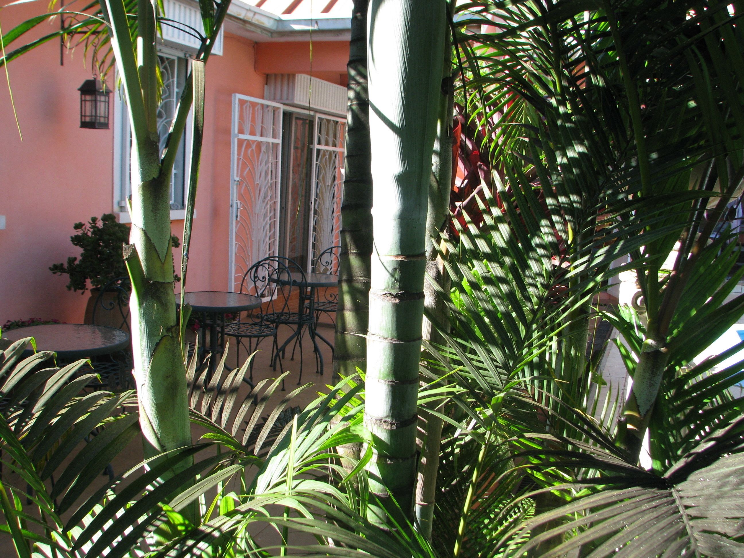 A patio area with a table and chairs, surrounded by bamboo plants and a building with a pink facade.