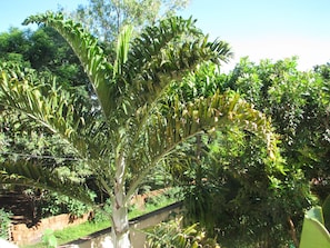 A large, leafy plant with a thick trunk and dense foliage, surrounded by a variety of other plants and trees in a garden setting.