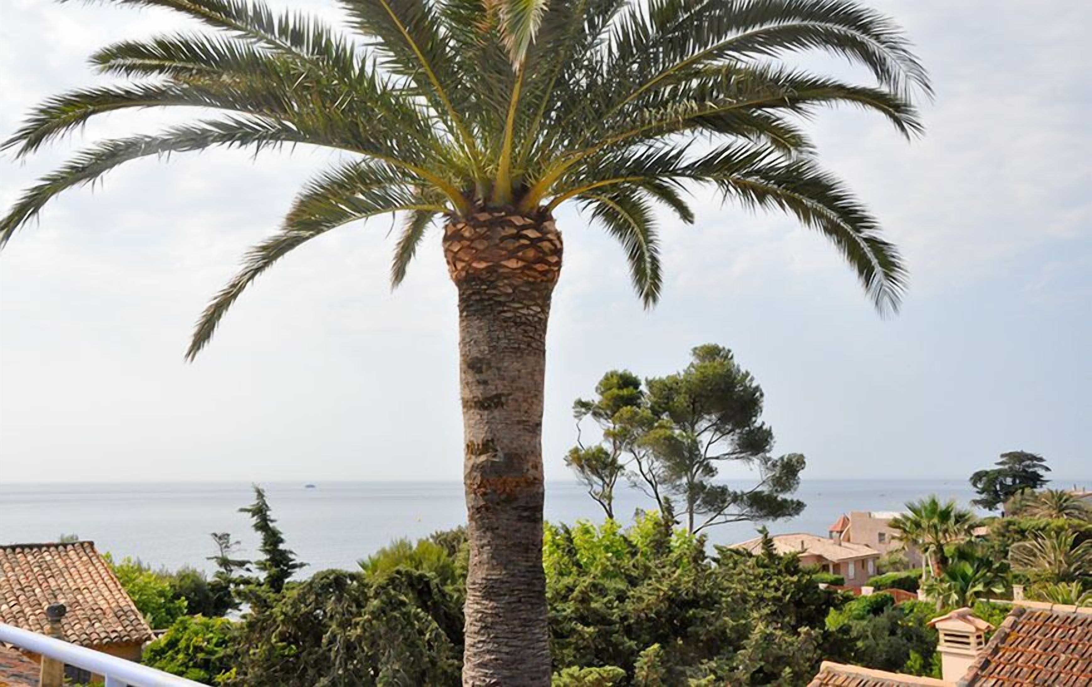 Una palmera en un entorno costero, con vista al mar y casas al fondo.