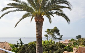 A palm tree in a coastal setting with a view of the sea and houses in the background.