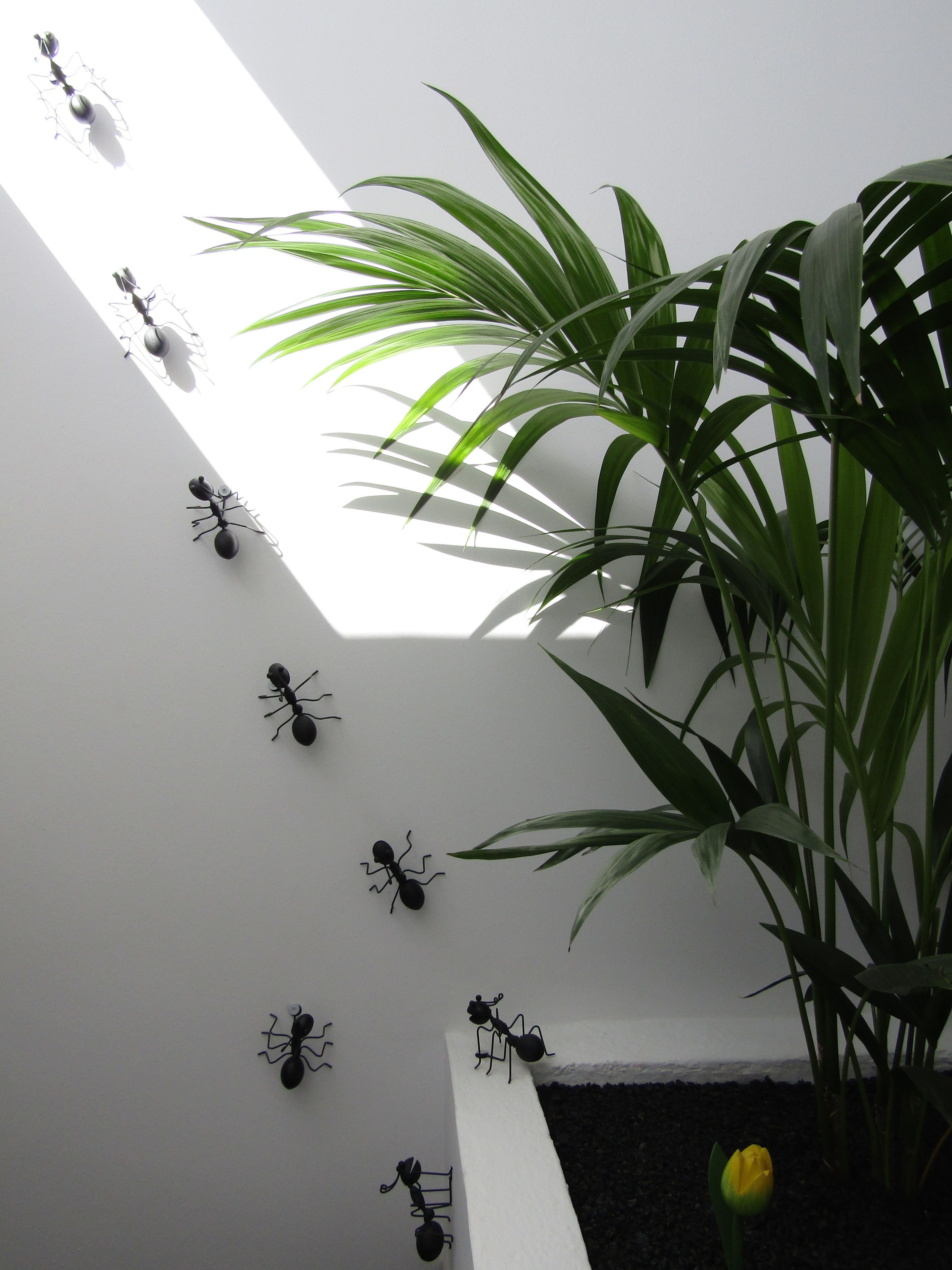 Foto - MAGMA Rooms Playa Honda