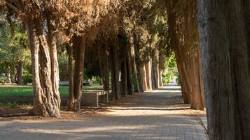 Un sendero pavimentado bordeado por altos árboles en un parque.