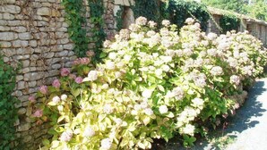 Eine Steinmauer mit Efeu und Hortensien.