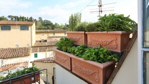 Terraço no telhado com vasos de terracota com plantas verdes, antena parabólica e vista para edifícios vizinhos.