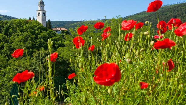 Ein Feld mit roten Mohnblumen, im Hintergrund ein Kirchturm.