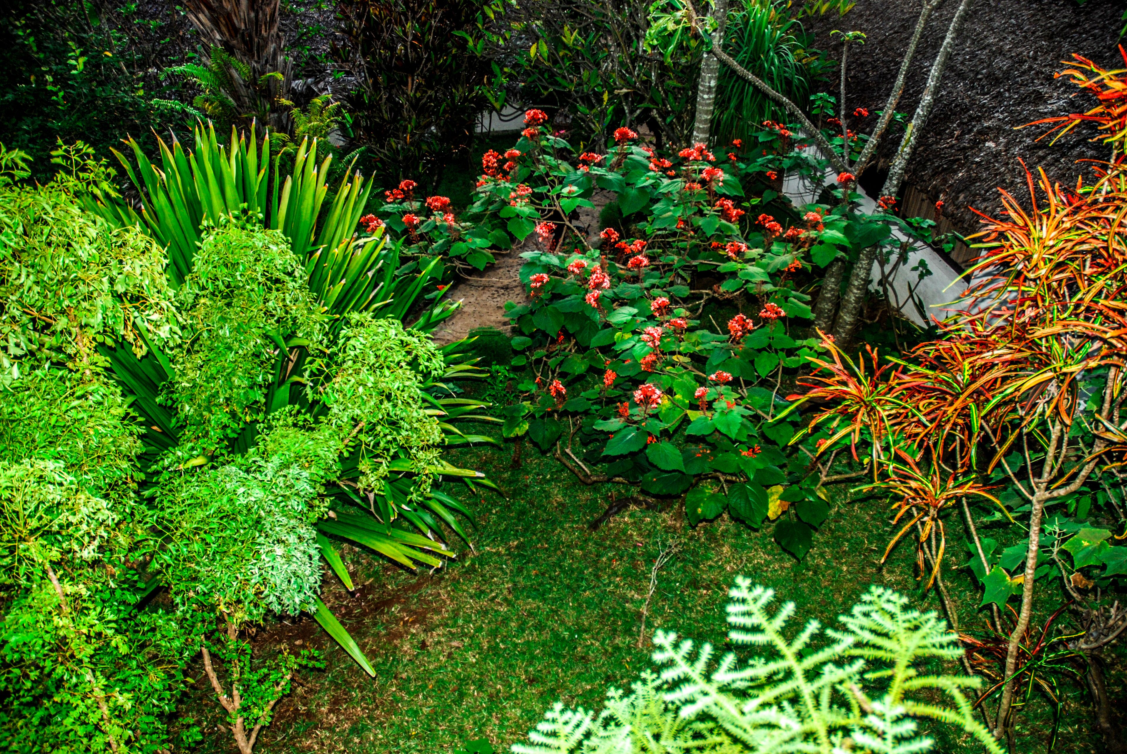 A lush garden with various plants and flowers, including red blooms and green foliage.