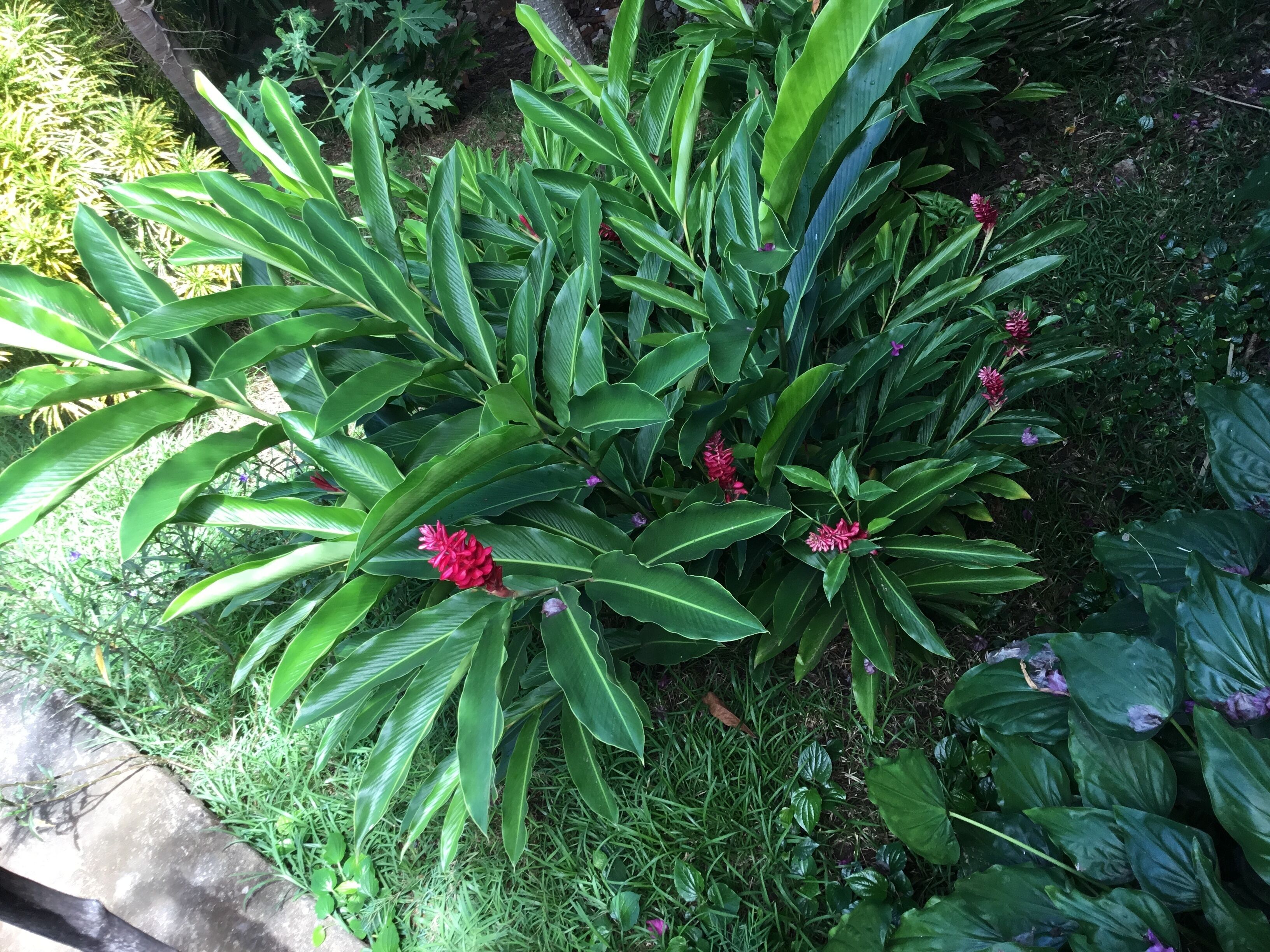 Un jardín con diversas plantas verdes y flores rojas.