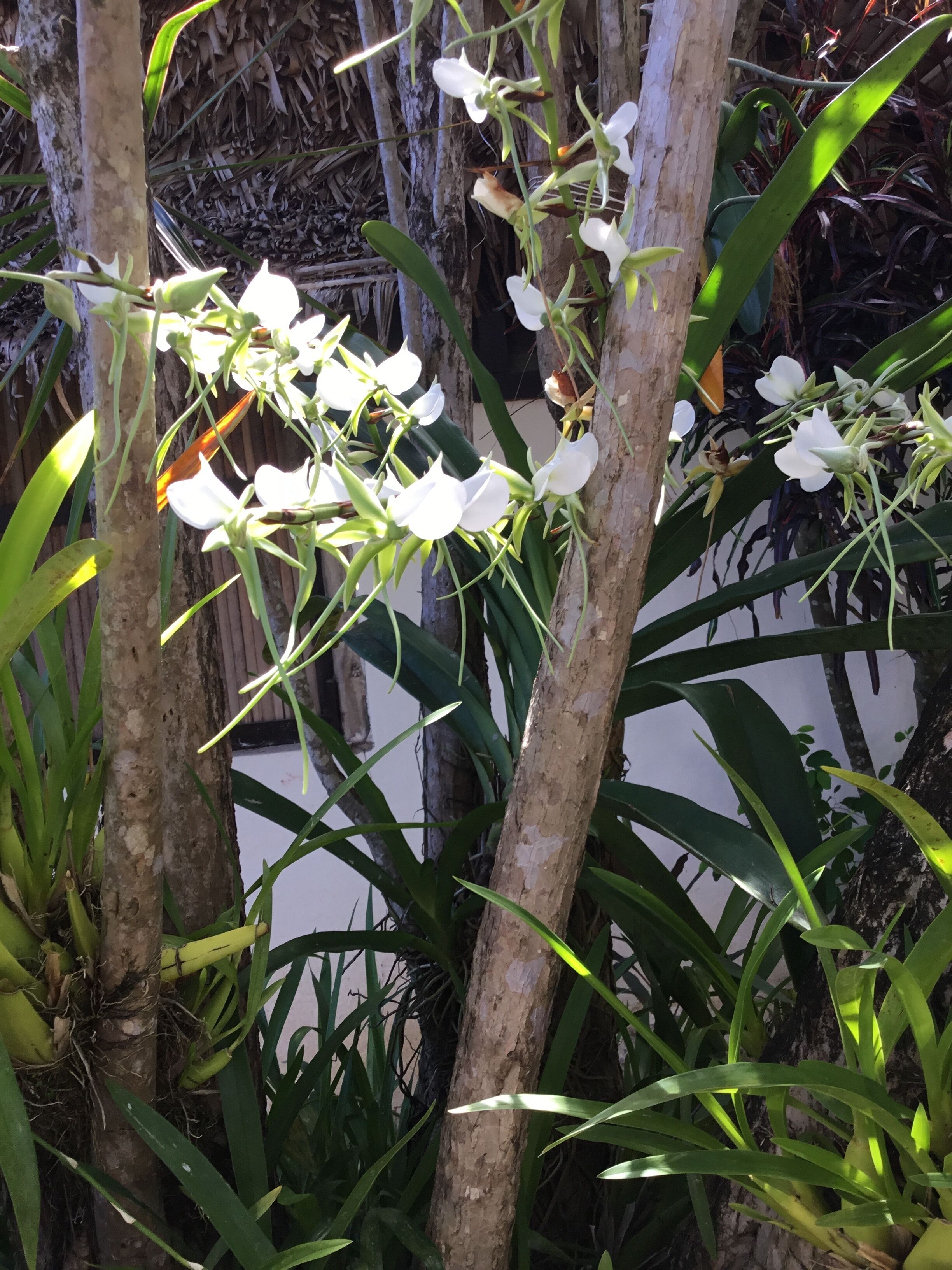 Un jardín tropical con orquídeas blancas y follaje verde.