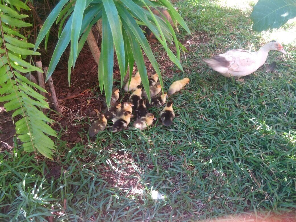 Foto - Coucher de Soleil