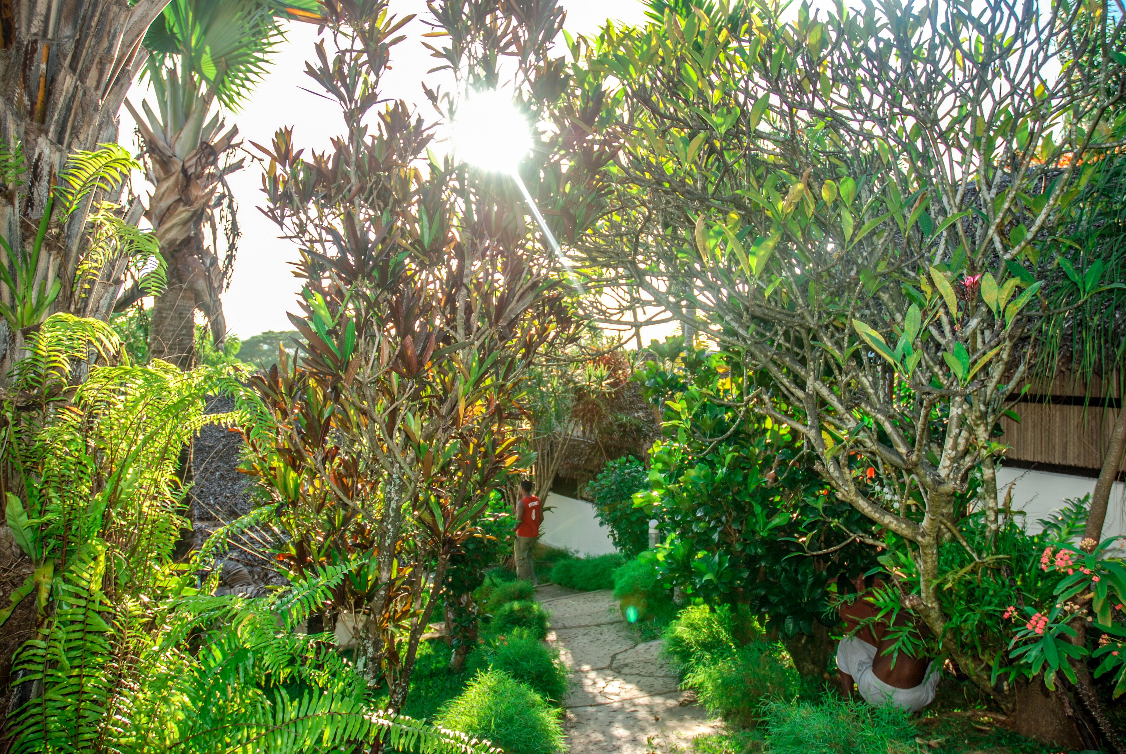 Een tuinpad omringd door weelderige begroeiing en diverse planten.