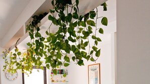 A reception area with a wooden counter, a framed certificate, and hanging plants. - B&B Shining (Avola)