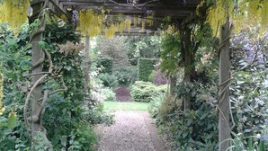 Een tuinpad onder een houten pergola met gele bloemen en groen.