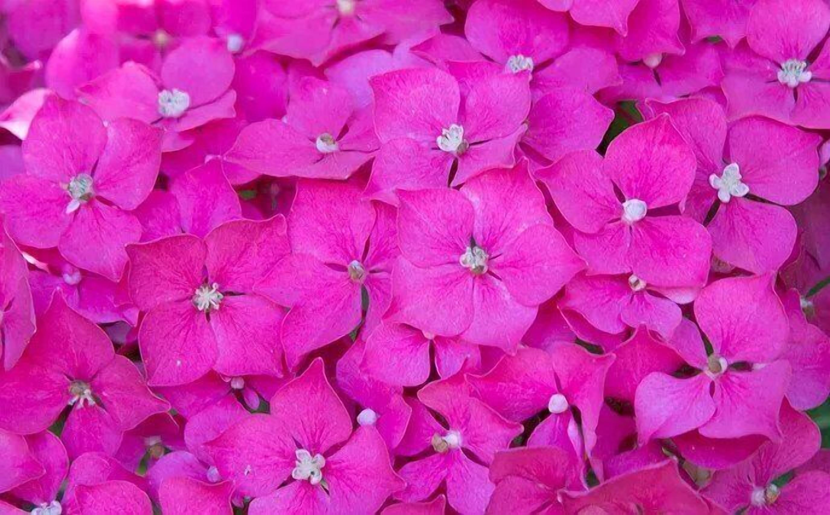 A dense cluster of pink flowers.
