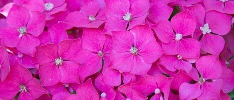 A dense cluster of pink flowers.