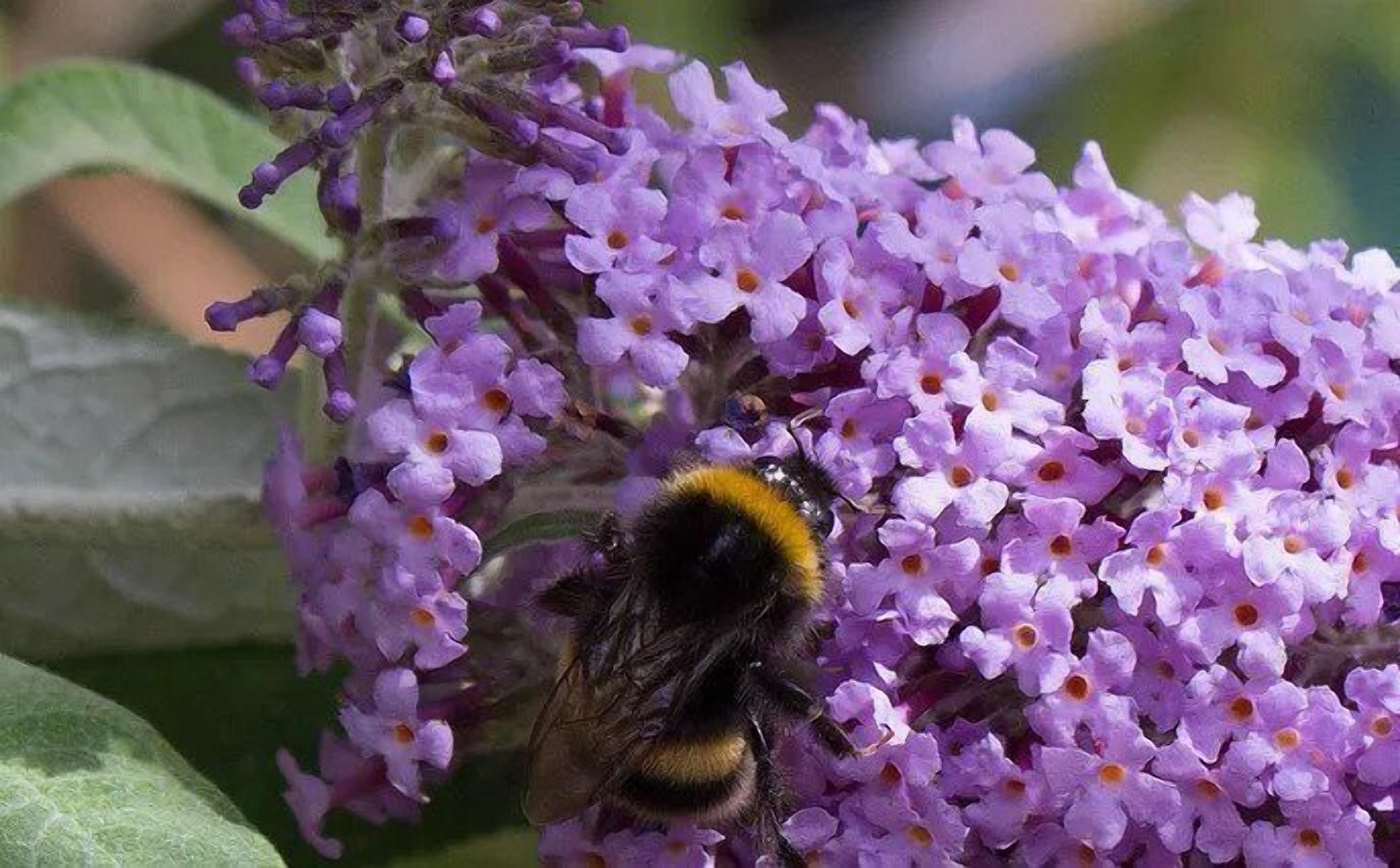 A close-up of a bee on purple flowers.