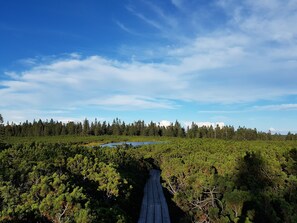 Eine bewaldete Landschaft mit einem hölzernen Steg, der durch dichtes Grün führt.