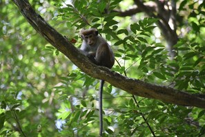 Safari - Eco Villa - Sinharaja (Deniyaya)