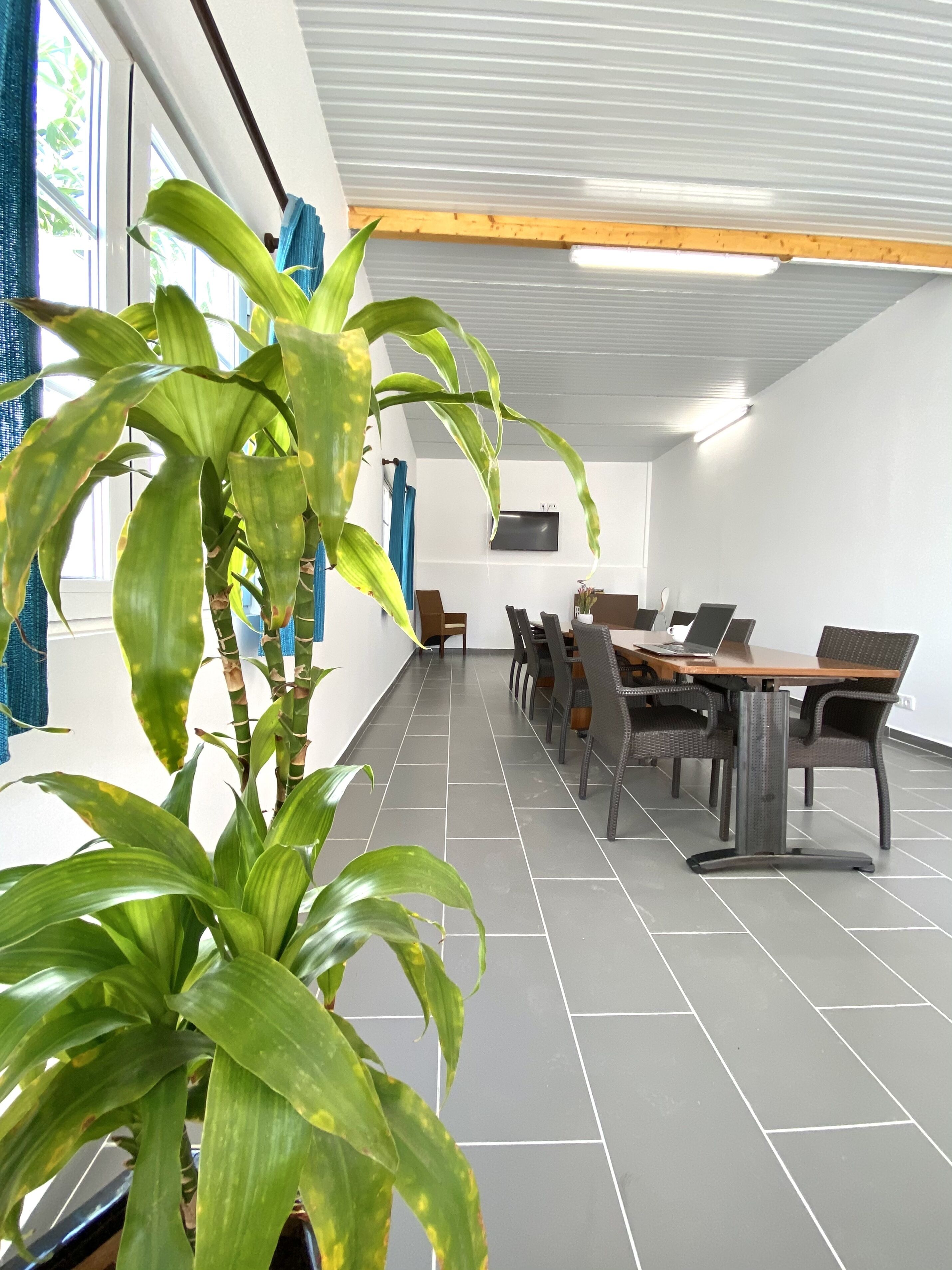 A conference room with a long table, chairs, and a potted plant.