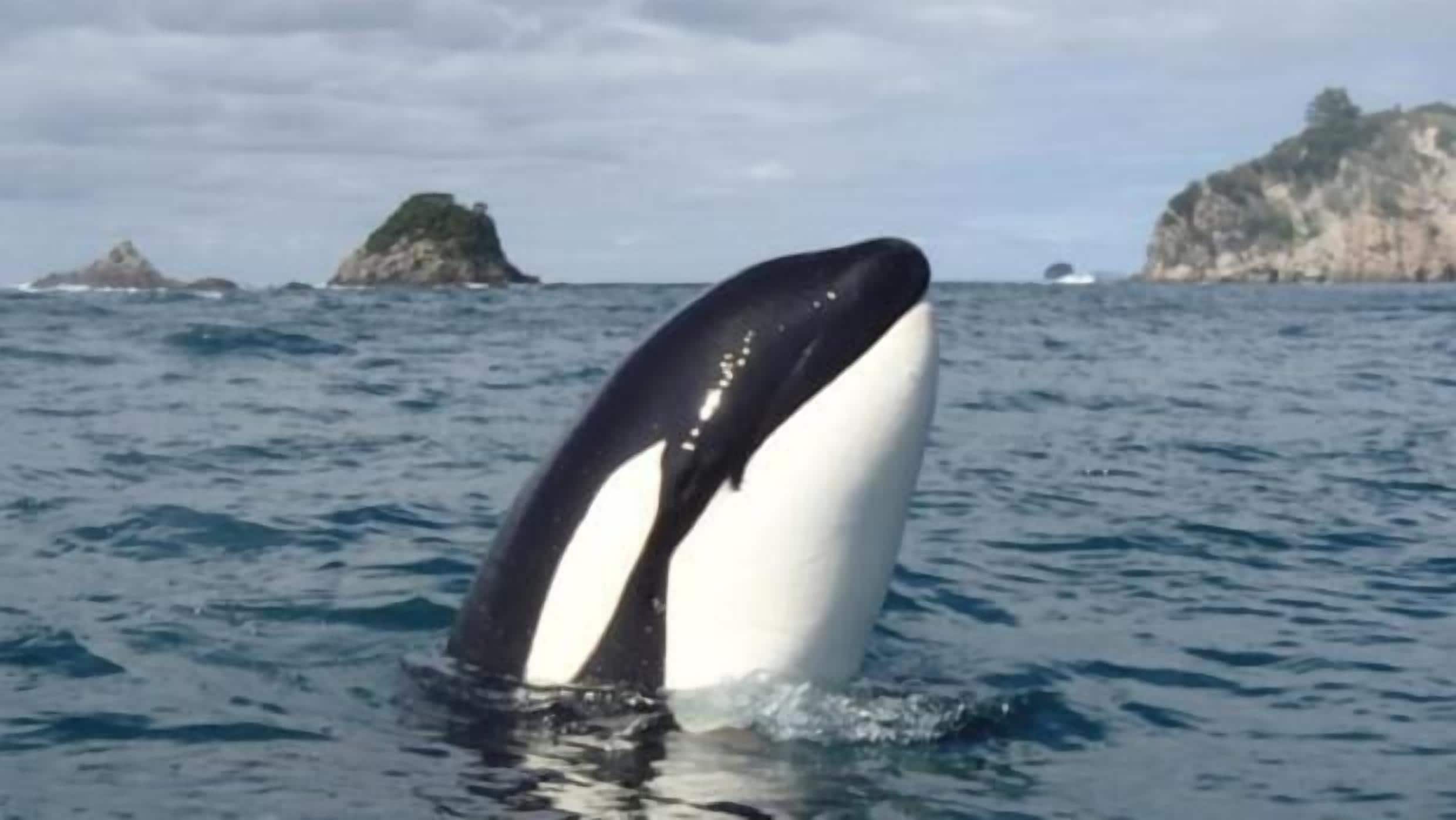A whale breaching the water.
