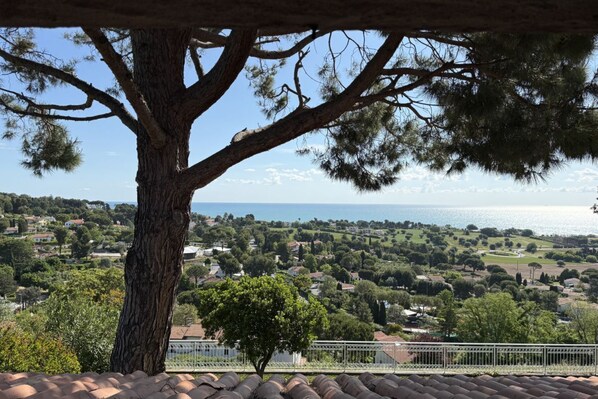 A tree with a view of a coastal town.