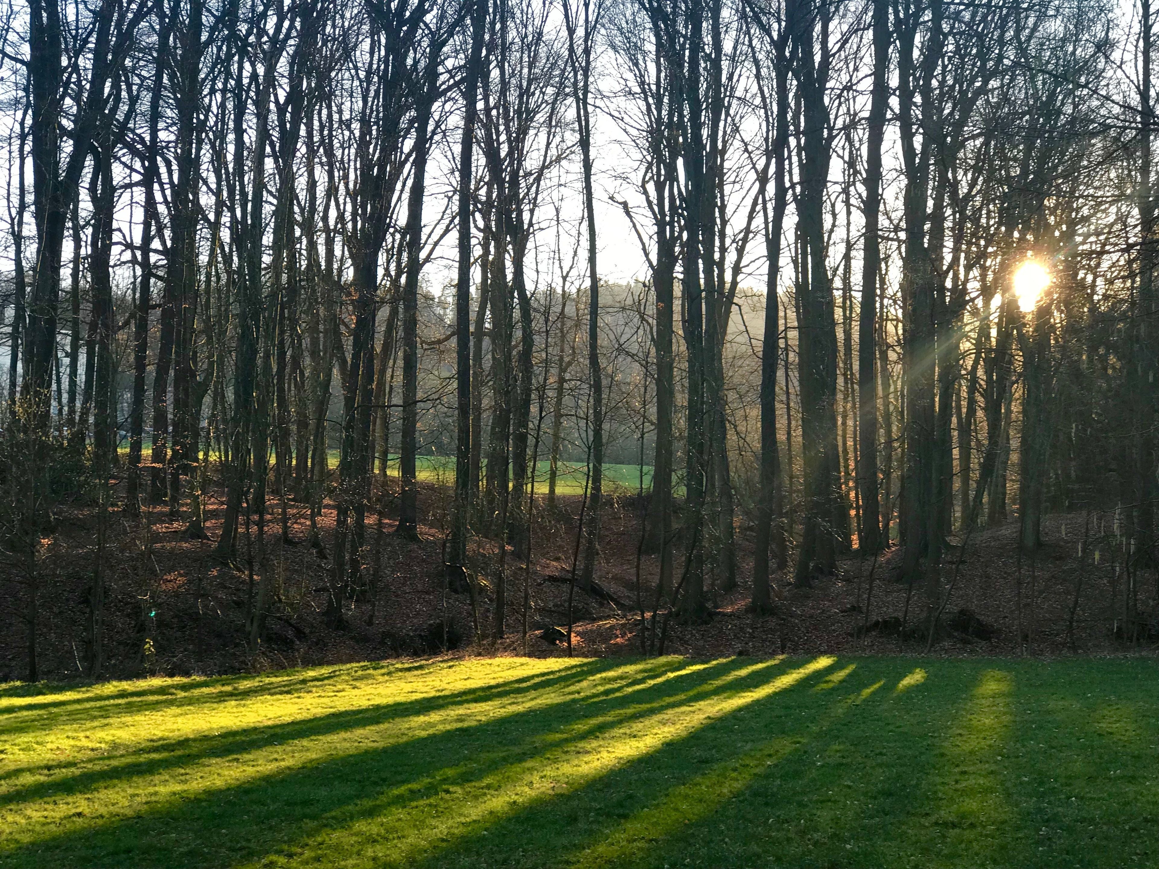 A forest with tall trees and a grassy area in the foreground.