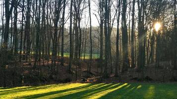 A forest with tall trees and a grassy area in the foreground.