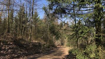 A dirt path in a forested area with tall trees and dense underbrush.